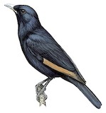 White-billed Starling Illustration