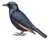 Tristram's Starling Illustration