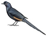 Bristle-crowned Starling Illustration