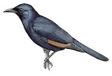 Socotra Starling Illustration