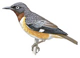 Spot-winged Starling Illustration