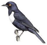 White-collared Starling Illustration