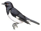 Magpie Starling Illustration