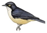 Sharpe's Starling Illustration