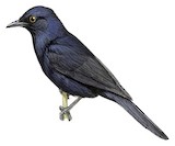 Stuhlmann's Starling Illustration