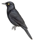 Kenrick's Starling Illustration