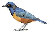 Hildebrandt's Starling Illustration