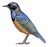 Shelley's Starling Illustration