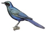 Burchell's Starling Illustration