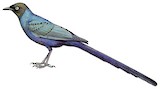 Long-tailed Glossy Starling Illustration