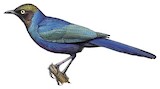 Rüppell's Starling Illustration