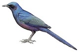 Meves's Starling Illustration