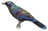 Principe Starling Illustration