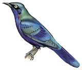 Splendid Starling Illustration