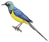 Golden-breasted Starling Illustration