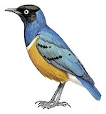 Superb Starling Illustration