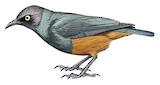 Chestnut-bellied Starling Illustration