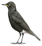 Pied Starling Illustration