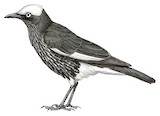 White-crowned Starling Illustration