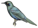 Sharp-tailed Starling Illustration