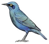 Miombo Blue-eared Starling Illustration