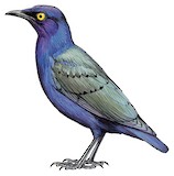 Purple Starling Illustration