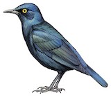 Cape Starling Illustration