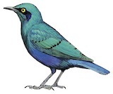 Greater Blue-eared Starling Illustration