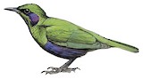 Emerald Starling Illustration