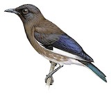 Madagascar Starling Illustration