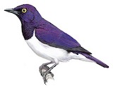 Violet-backed Starling Illustration