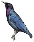 Purple-headed Starling Illustration