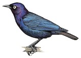 Copper-tailed Starling Illustration