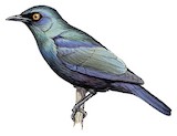 Black-bellied Starling Illustration