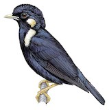 Sulawesi Myna Illustration