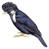 Helmeted Myna Illustration