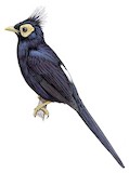 Apo Myna Illustration