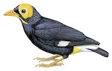 Yellow-faced Myna Illustration