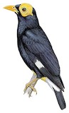 Long-tailed Myna Illustration