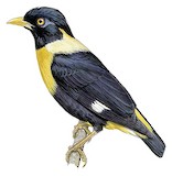 Golden Myna Illustration