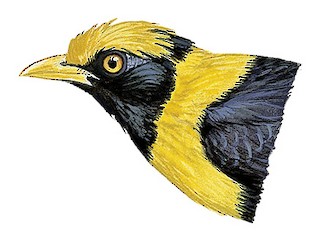 Mino anais orientalis