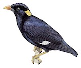 Sri Lanka Hill Myna Illustration