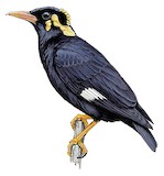 Southern Hill Myna Illustration