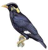 Nias Hill Myna Illustration