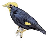 Golden-crested Myna Illustration