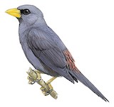 Grosbeak Starling Illustration