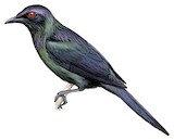 Violet-hooded Starling Illustration