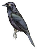 Yellow-eyed Starling Illustration