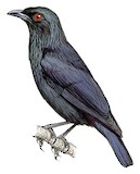 Singing Starling Illustration