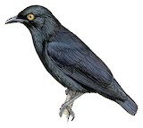 Atoll Starling Illustration